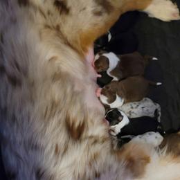 Australian Shepherd puppies from Easter Lily Australian Shepherds