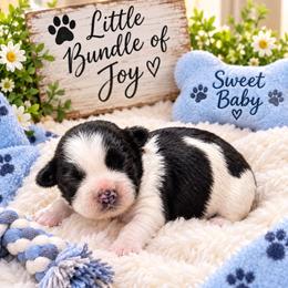 Boy2 - Black and white male Shihpoo puppy in Eldon, Missouri from B&B Designer Shihpoo’s
