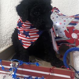 Goldendoodle Puppies from Vallevistadoodles