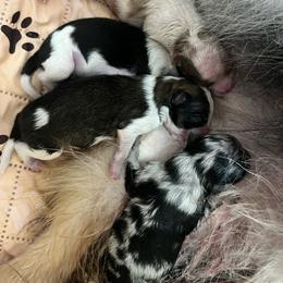 Willows blue Merle - Blue merle female Pomeranian puppy in Maplefalls, Washington from Snow peak poms