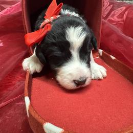 Bernedoodle, Poodle, and Sheepadoodle Puppies from TLC by the Lake Standard Poodle and Doodles