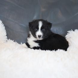 Apollo - Black & white male Australian Shepherd puppy in Quincy, Massachusetts from William's Aussies