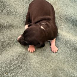 Little boy 1 - Seal male Italian Greyhound puppy in North Carolina from Celtic Sighthounds