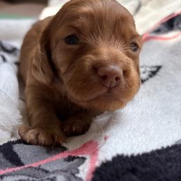 Boy - Red male Dachshund puppy in Massies Mill, Virginia from Pigeon Hill Dachshunds
