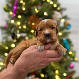Bonnie - Golden female Golden Retriever puppy in Salt Lake City, Utah from Soaring golden retrievers
