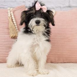 Poppy - Black & tan tri-color female Maltipoo puppy in Salt Lake City, Utah from My Doodle Puppy