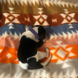 Stormy - Blue ticked and tan female Bluetick Coonhound puppy in Mount Pleasant, Texas from Harmons Hounds