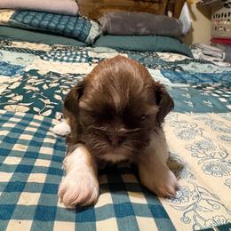 Boy 2 - Chocolate male Shih Tzu puppy in Temple, Pennsylvania from Kathy Diego's Shih Tzus
