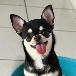 Pearl - Chihuahua