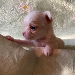 Betty white - White female Chihuahua puppy in Red Bluff, California from Aye Chihuahua