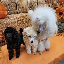 Poodles from Reflexxion Poodles