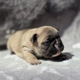 Fawn girl - Fawn female French Bulldog puppy in Polk City, Florida from Best Friend Frenchies, LLC