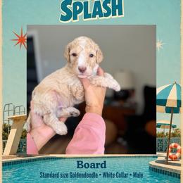 Board - Dallas TX - 4,000 - Cream male Goldendoodle puppy in Garland, Texas from Twilight Doodles