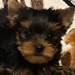 Tan boy - Blue and gold male Yorkshire Terrier puppy in Palm Bay, Florida from Bricriu Kennels, Reg.