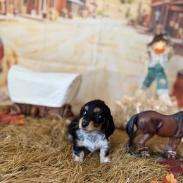 Grumpy - Piebald female Dachshund puppy in Westport, Kentucky from Lonestar Creek Farm