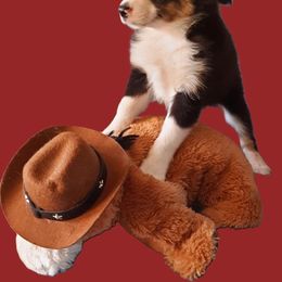 Cookie - Black tri female Toy Australian Shepherd puppy in Fort White, Florida from Triple-s-kennel