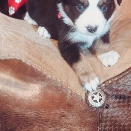 Ella - Black tri female Miniature Australian Shepherd puppy in Madisonville, Texas from Diamond R Aussies