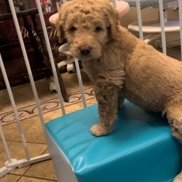 Goldendoodle Puppies from Goldendoodles of Anchor Bay