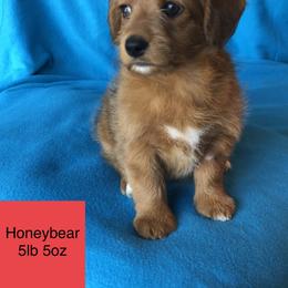 Aussiedoodle, Colorado Mountain Dog, and Corgipoo Puppies from Stone Table Ranch/STR Just Doodle It