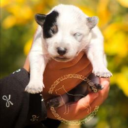 Haku (AKC) Blue with tan runt - Blue speckled female Australian Cattle Dog puppy in Marana, Arizona from Impact 3rd Australian Cattle Dogs