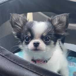Darla-$5000 - Black and white Chihuahua puppy in Spring Hill, Florida from Stardom Chihuahuas