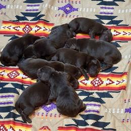 Nestle' - Chocolate male Labrador Retriever puppy in Bandera, Texas from The Sugar & Spice Ranch Labrador Retrievers