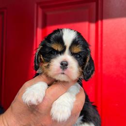 AKC Merry - Tri-color female Cavalier King Charles Spaniel puppy in Bonney Lake, Washington from House of Happy Cavaliers