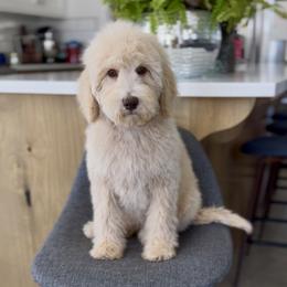 Snow - Cream female Goldendoodle puppy in St George, Utah from Doodle Bears of Southern Utah