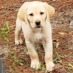 Labrador Retrievers from Livingwood Labs