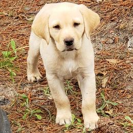 Labrador Retrievers from Livingwood Labs