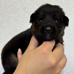 Galaxy - Black and red female German Shepherd puppy in Warwick, Rhode Island from Karma Kennels