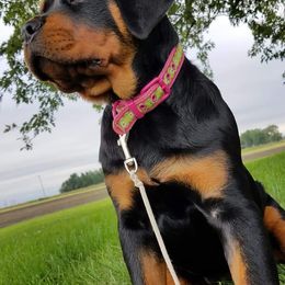 Rottweiler Puppies from Royalhaus Rottweilers