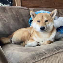 Rexie/Tatsu - Shiba Inu