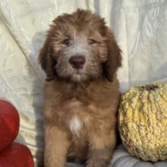 Navy - Sable male Saint Berdoodle puppy in Chicago, Illinois from Gentle Giant Saint Berdoodles