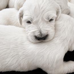 Minda boy 2 - Light golden male Golden Retriever puppy in Fort Morgan, Colorado from Golden Girls Kennels, LLC