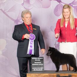 Schipperkes from Expedition Schipperkes