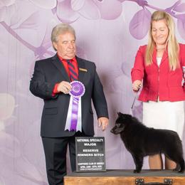 Schipperkes from Expedition Schipperkes