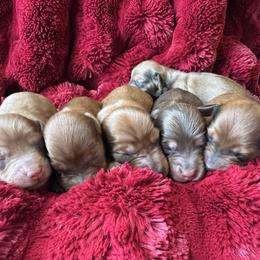 Clover - Chocolate male Dachshund puppy in Bergen, New York from T. Rex Doxies & Friends