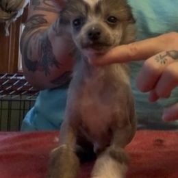 Mezi - Slate male Chinese Crested puppy in Auburn, Kansas from TopBrass Kennels