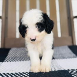 Angus - Parti male Goldendoodle puppy in Auburn, Indiana from Martin’s Doodles