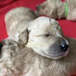 Goldendoodles from Boro Wiggles and Wags
