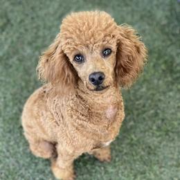 Fancy - Poodle
