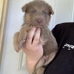 Lilac - Isabella female German Shepherd puppy in Watervliet, Michigan from M&M Shepherd Farms