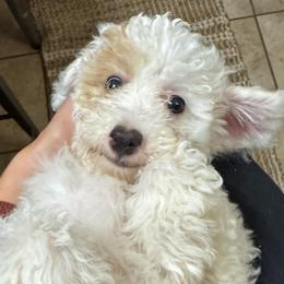 Bashful - White female Poodle puppy in Akeley, Minnesota from Blessed Acres Miniature Poodles