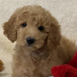 Bernedoodles and Cavalier King Charles Spaniels from ElaGant Acres
