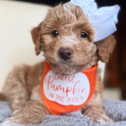 Jane - Apricot female Goldendoodle puppy in Pine Grove, California from Lundee Doodles