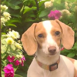 Sadie - Dachshund