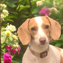Sadie - Dachshund
