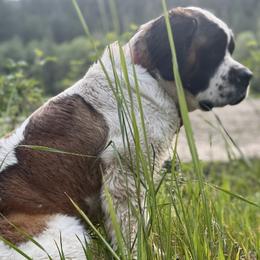 Saint Bernards from Eagle Mountain Saints