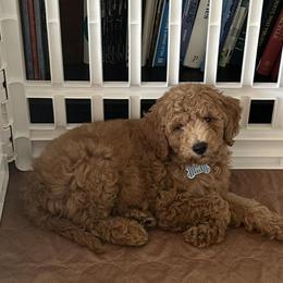 Goldendoodle and Poodle Puppies from Still Waters Farm